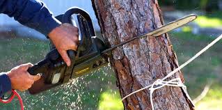 Best Firewood Processing and Delivery  in Clifton Heights, PA