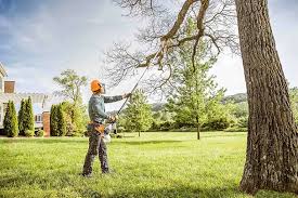 Best Lawn Disease Treatment  in Clifton Heights, PA