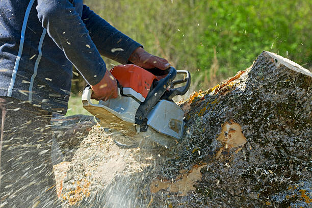 Best Tree Preservation Services  in Clifton Heights, PA